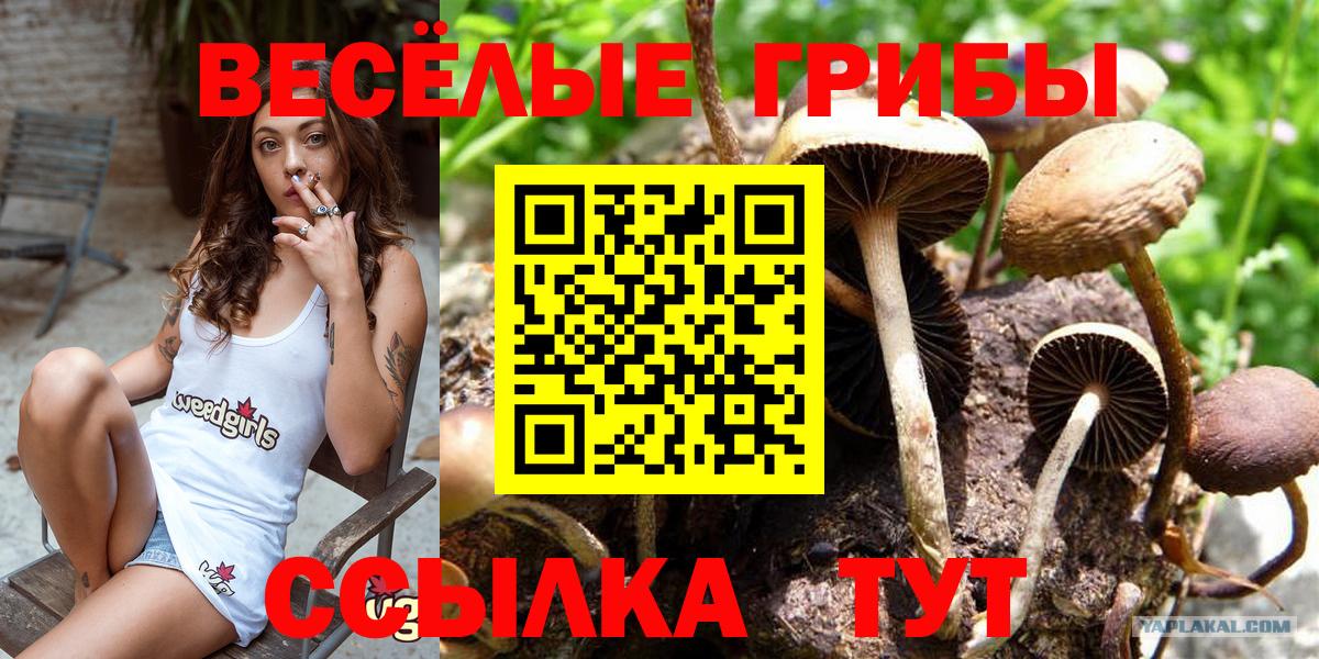 Псилоцибиновые грибы Psilocybine cubensis Коломна